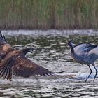 Serie Seeadler/Jungadler greift Kranichpaar an