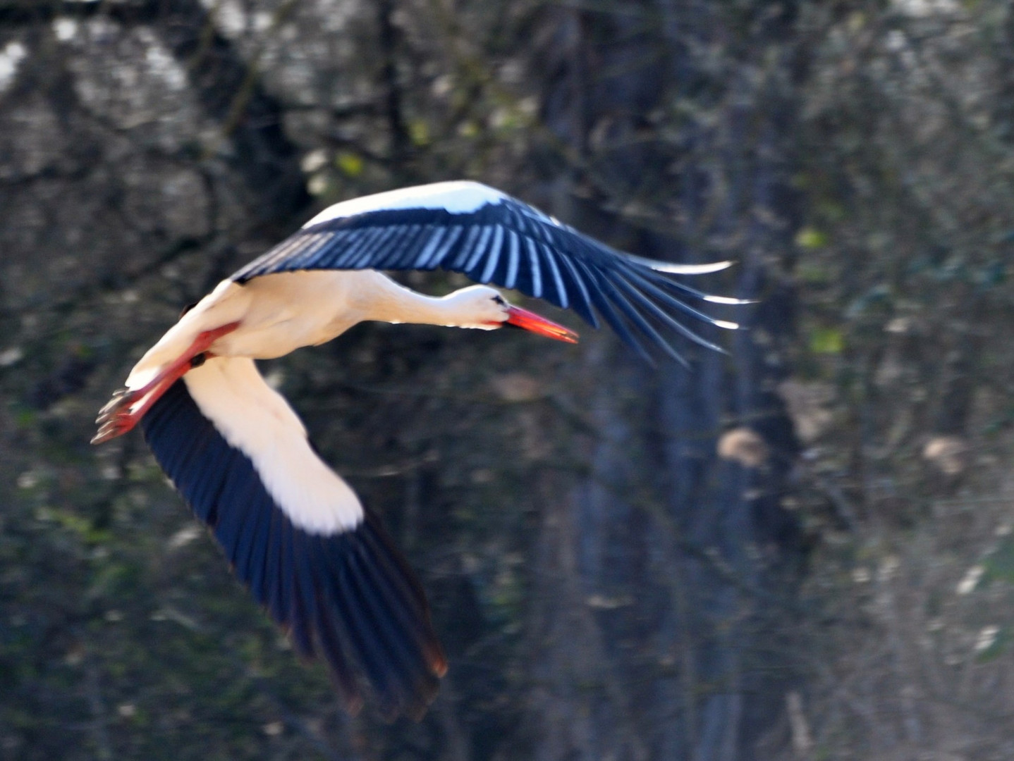 Serie Storch - Da fliegt er!