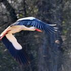 Serie Storch - Da fliegt er!