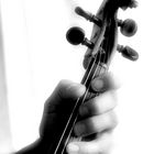 Serie Viola - 3 -