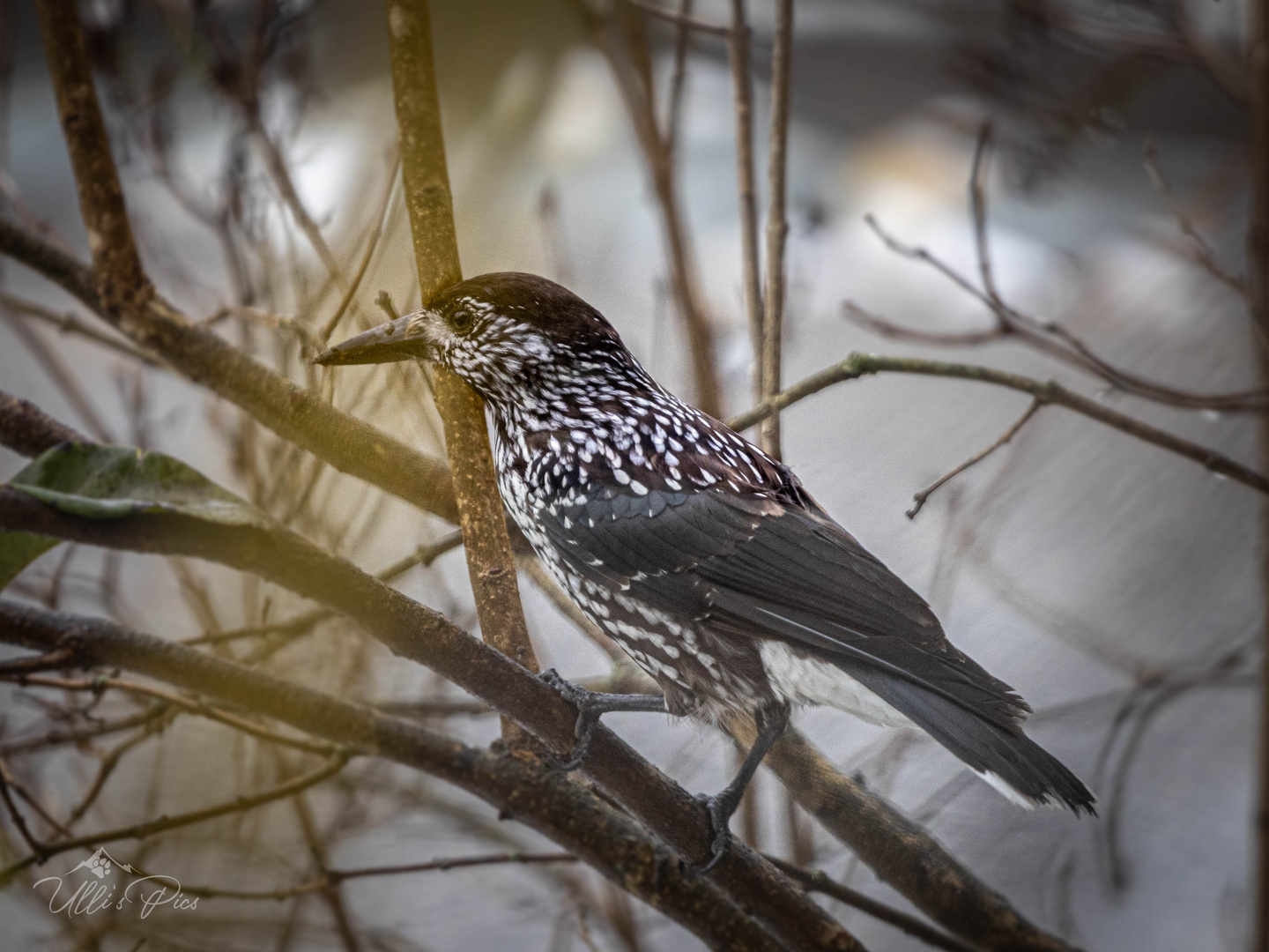 Serie Vögel: Tannenhäher