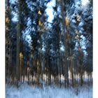 Serie Winter-Wald-Wischer (3)