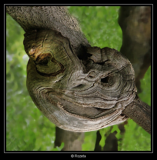 Serie_Gesichter im Baum 