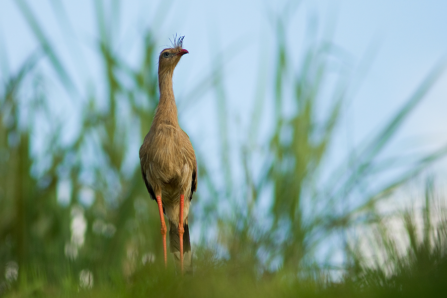 Seriema (Cariama cristata)