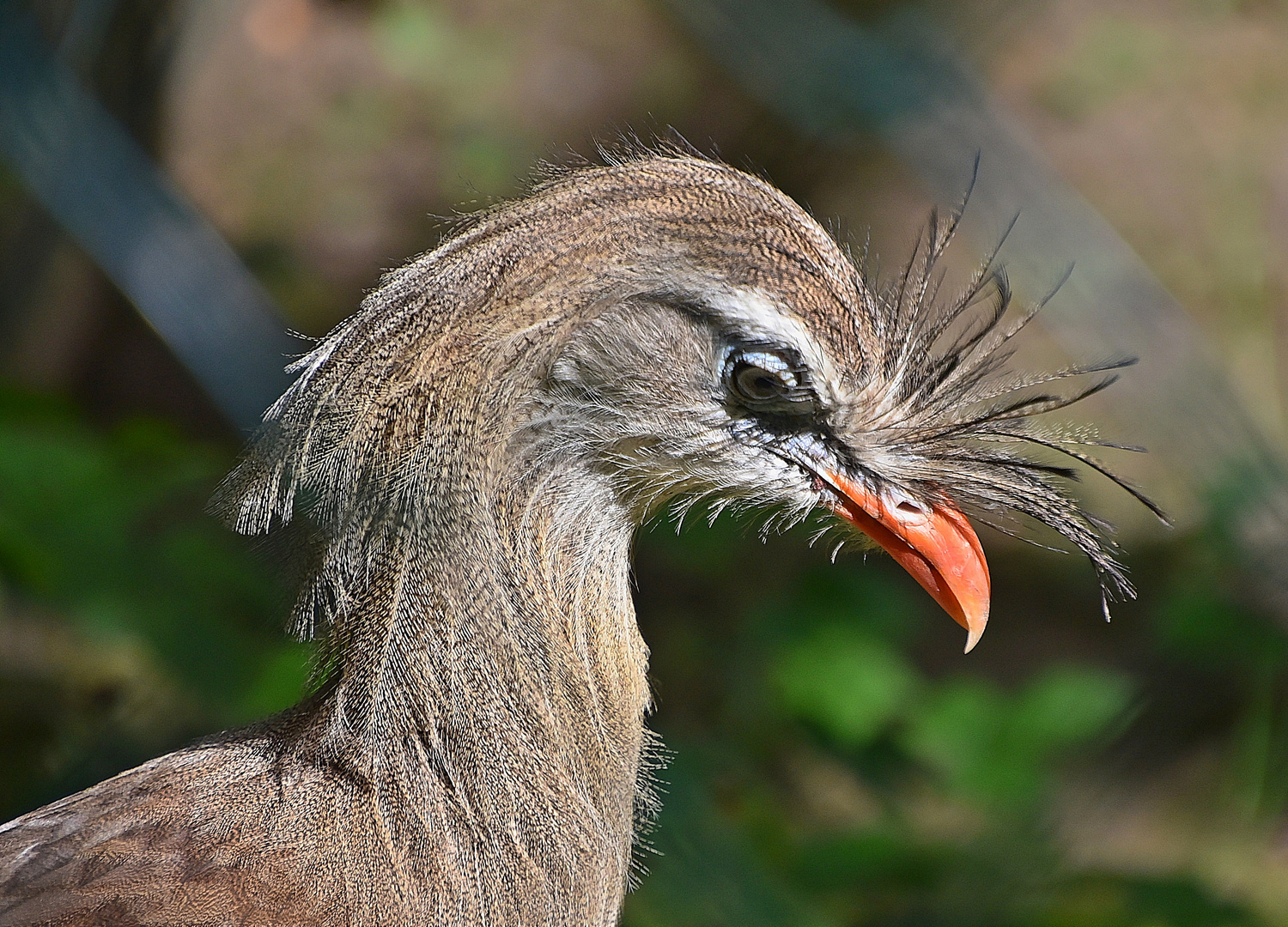 Seriemas (Cariamidae)