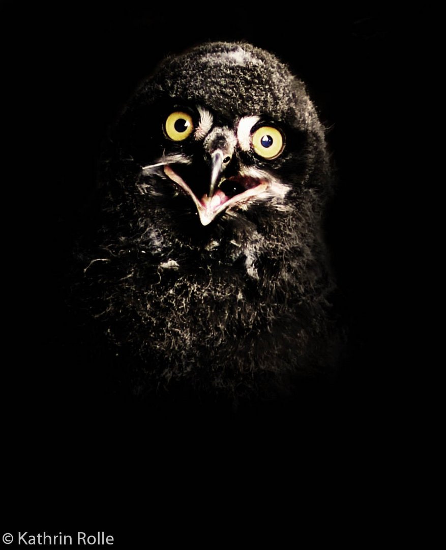 Series "Animals" : Baby Snow Owl