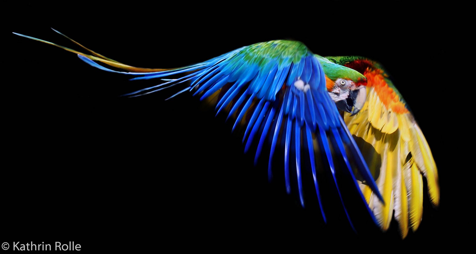 Series "Animals" : Flying Colors