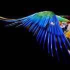 Series "Animals" : Flying Colors