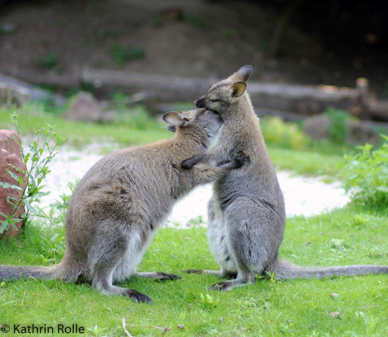 Series "Animals" : Kangaroo-Love