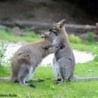 Series "Animals" : Kangaroo-Love