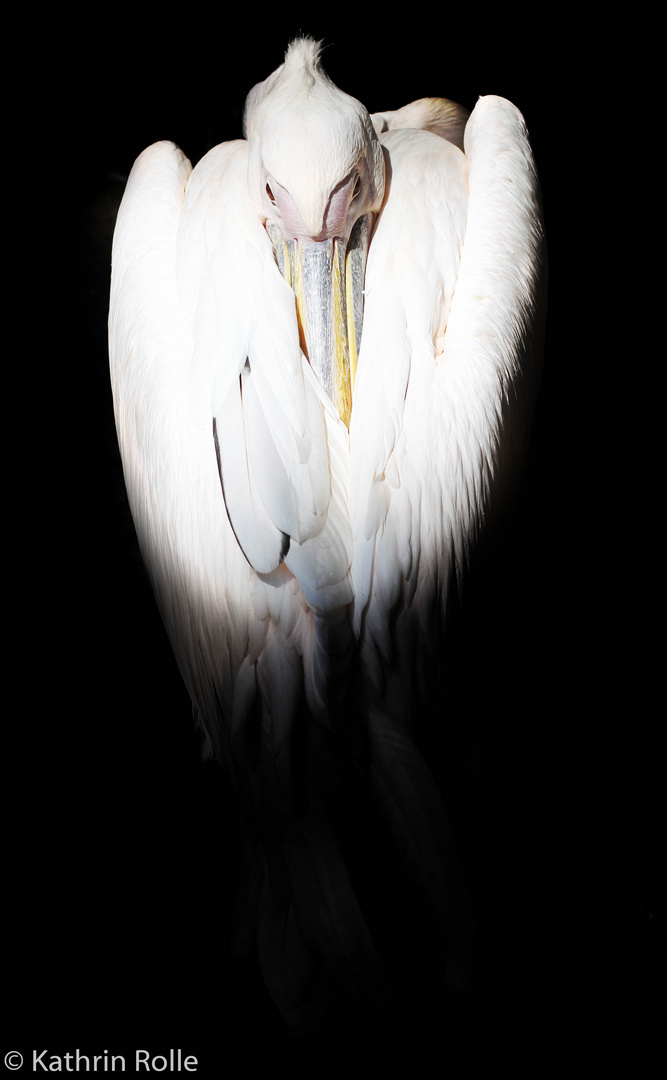 Series "Animals": Pelican