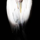 Series "Animals": Pelican