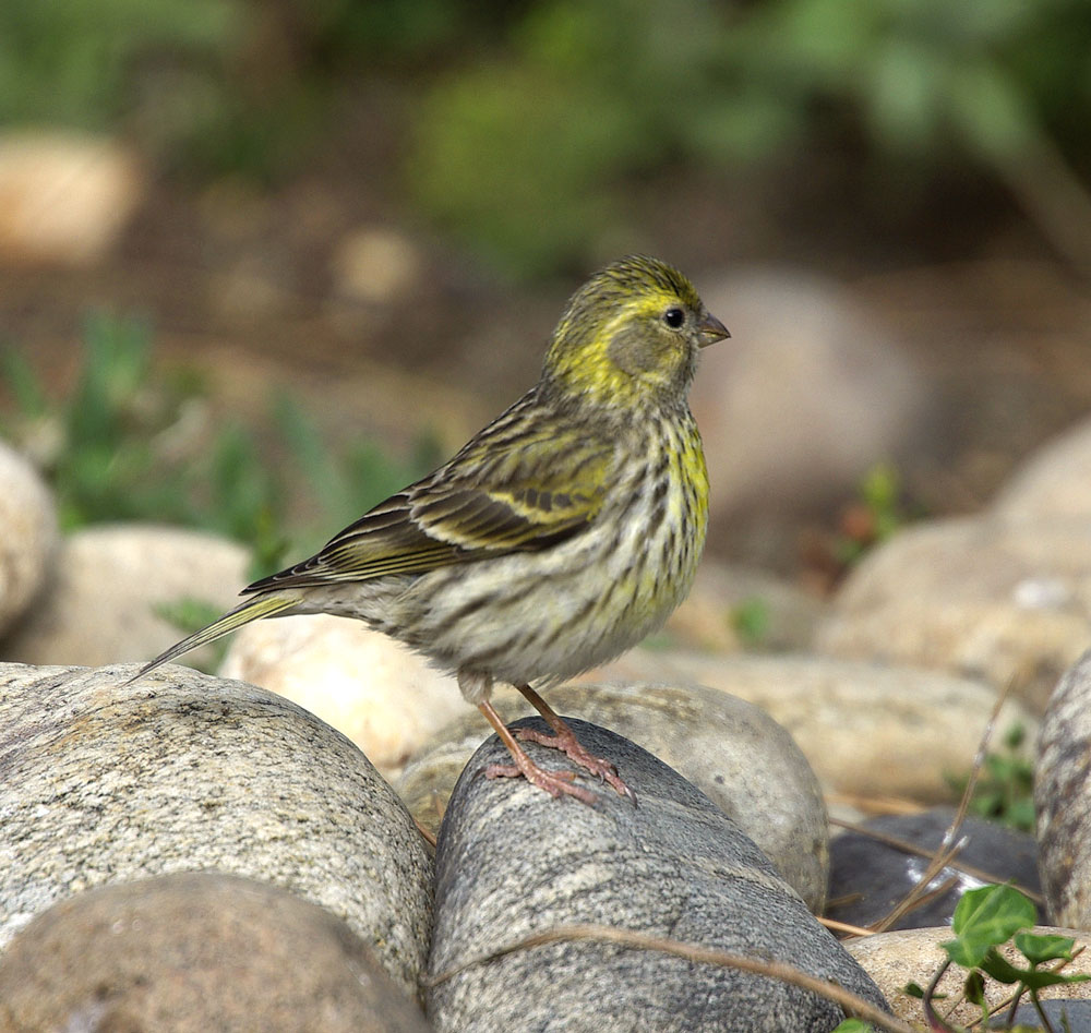 Serin cini 1