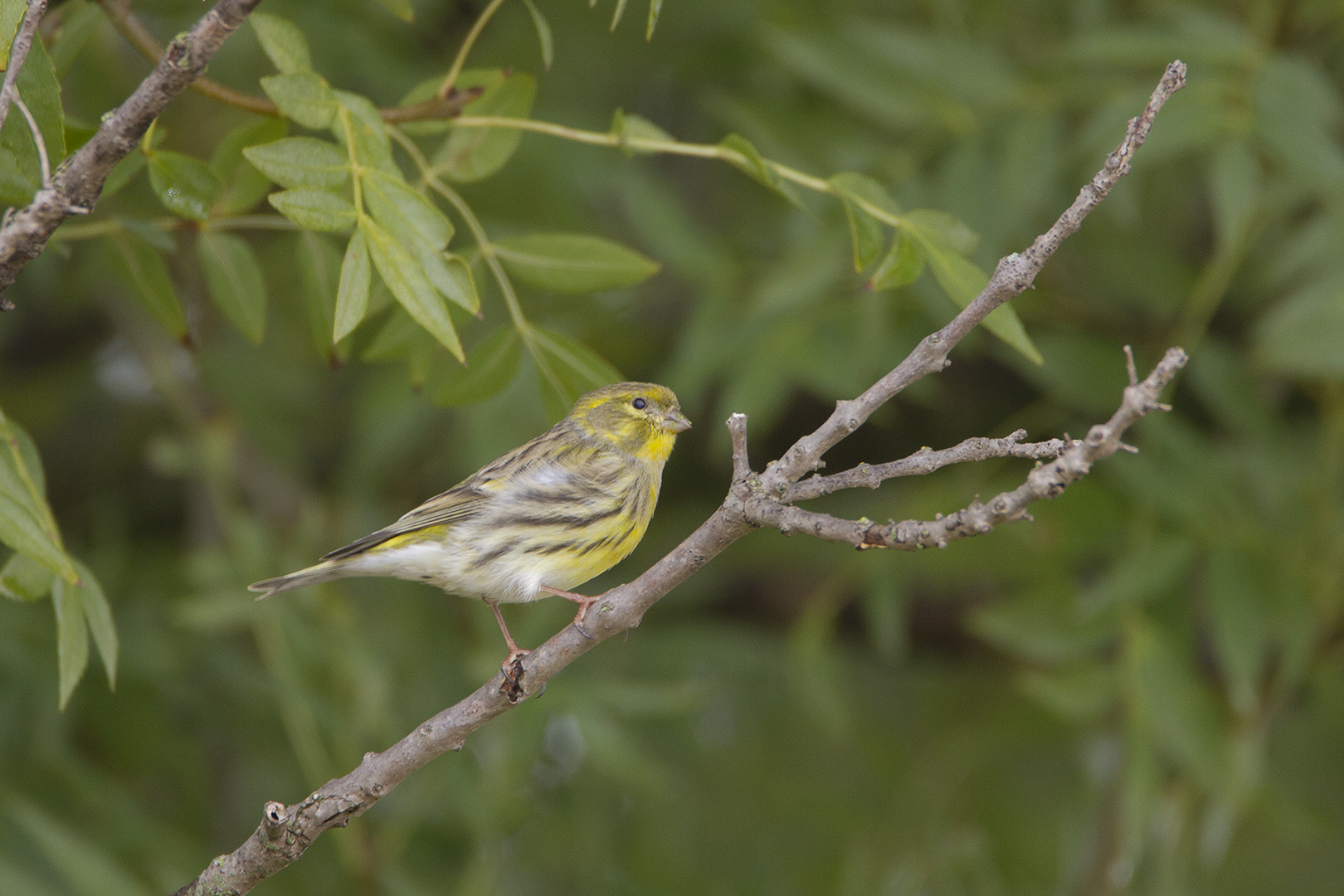 Serin cini