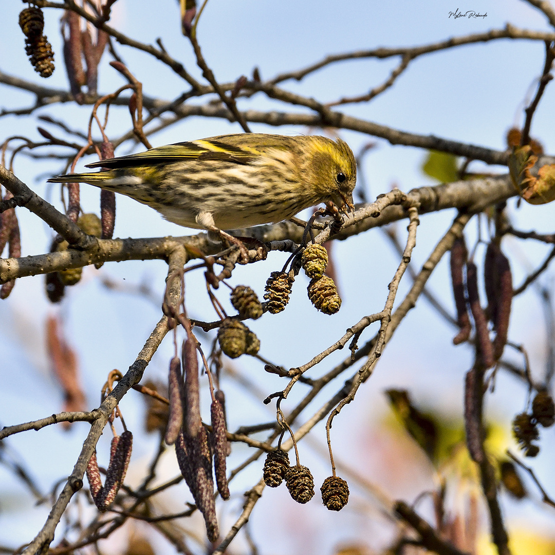 Serin Cini