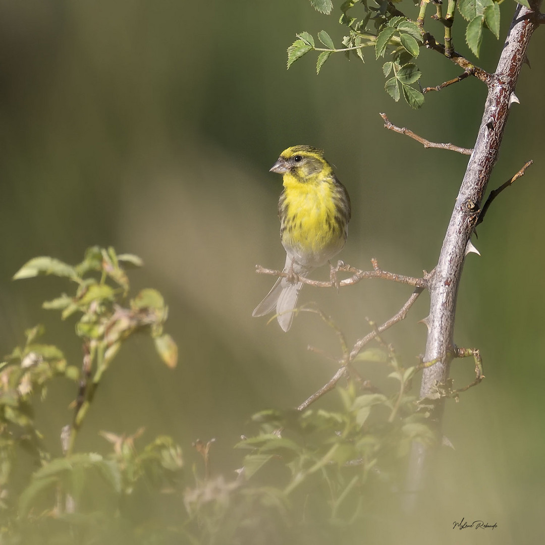 Serin Cini