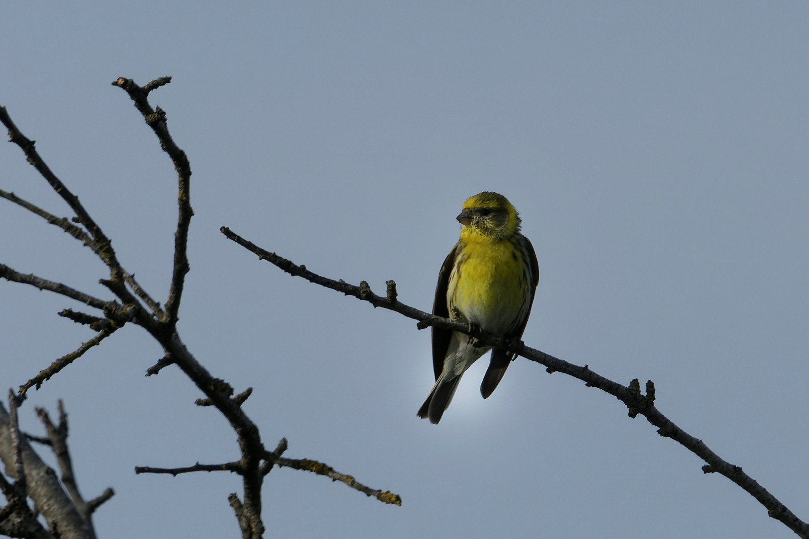 Serin Cini