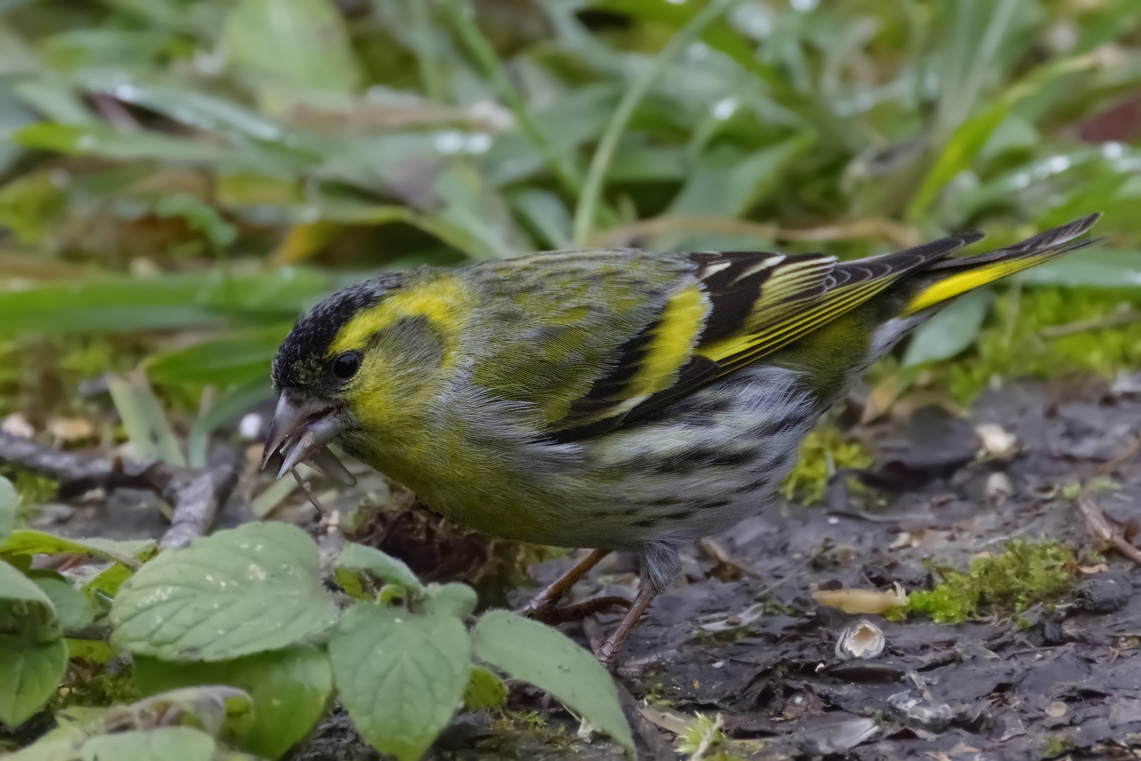 Serin cini ?