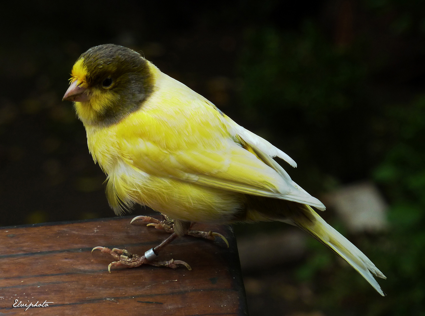 Serin des Canaries