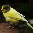 Serin des Canaries