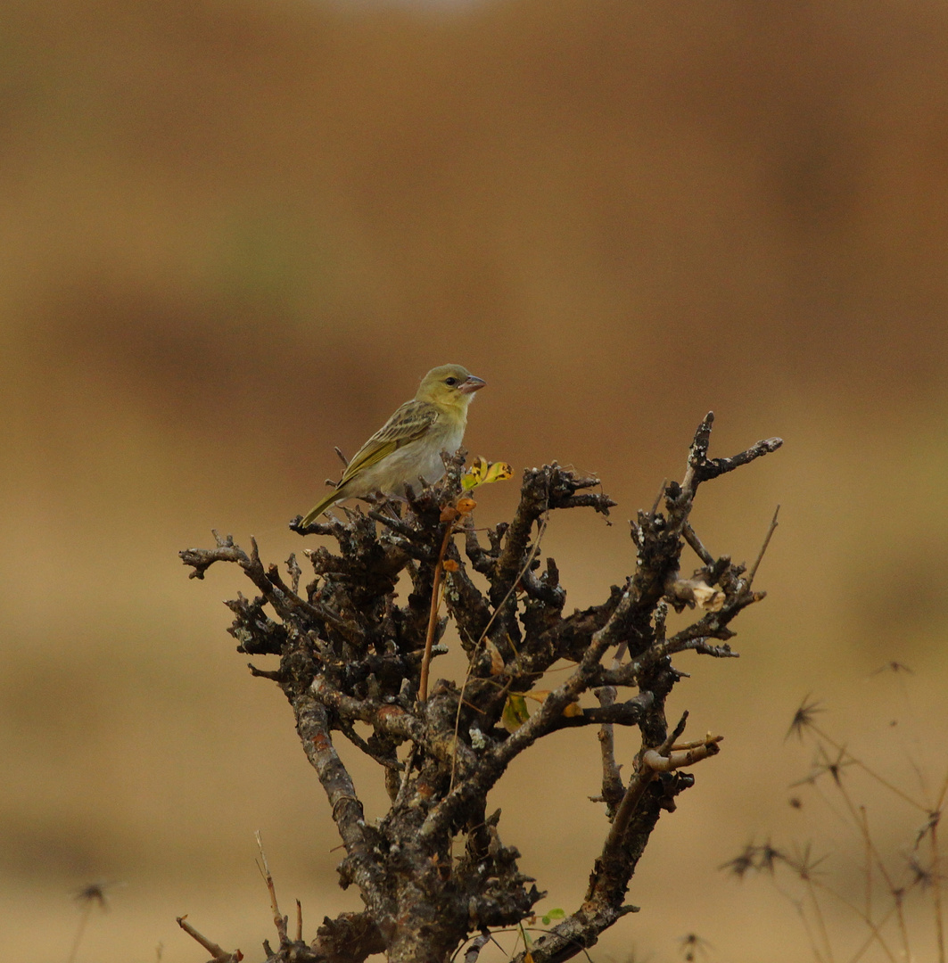 Serin du Yémen, Oman