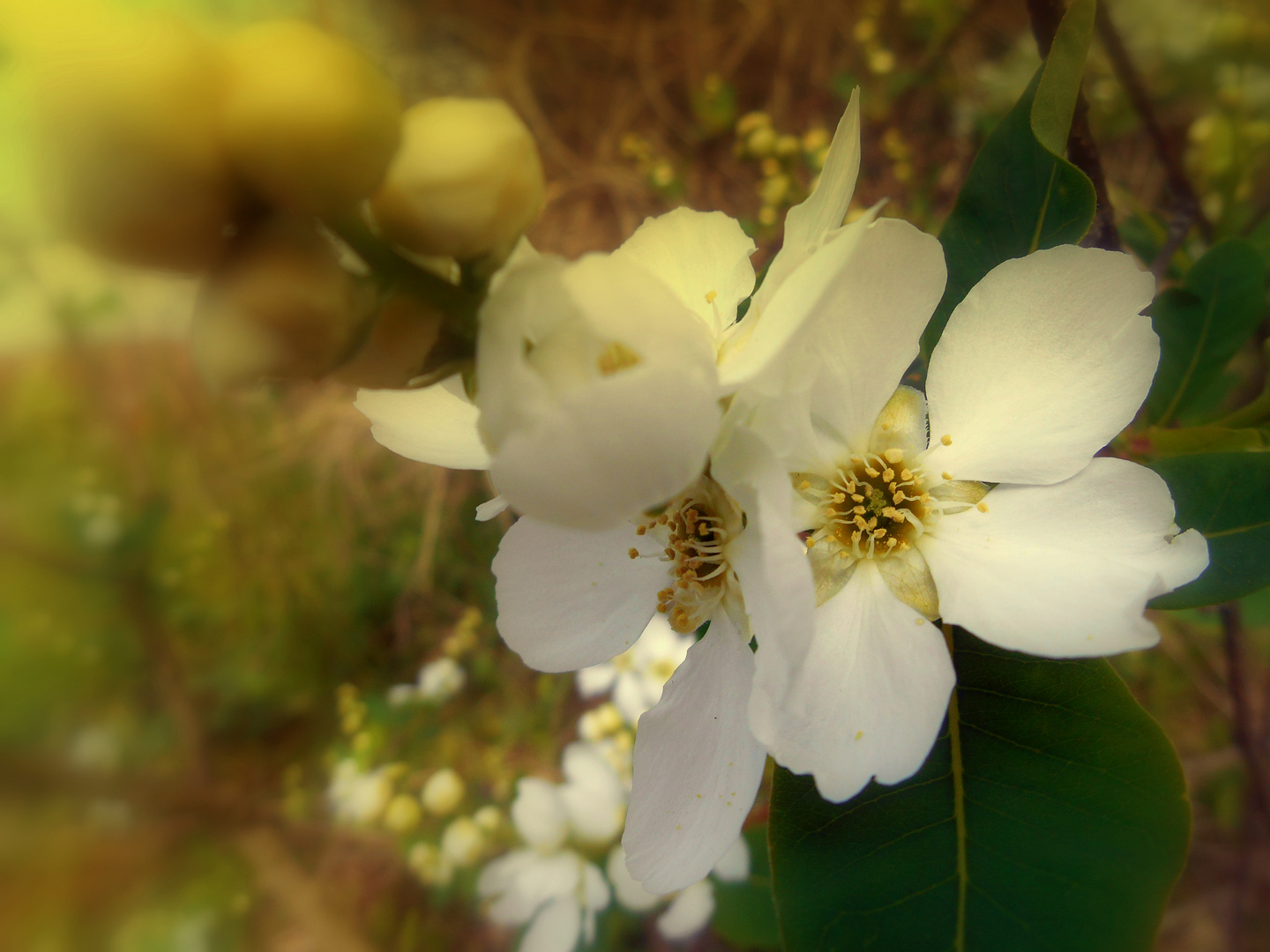 Seringat (Philadelphus) jasmin des poètes