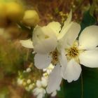 Seringat (Philadelphus) jasmin des poètes