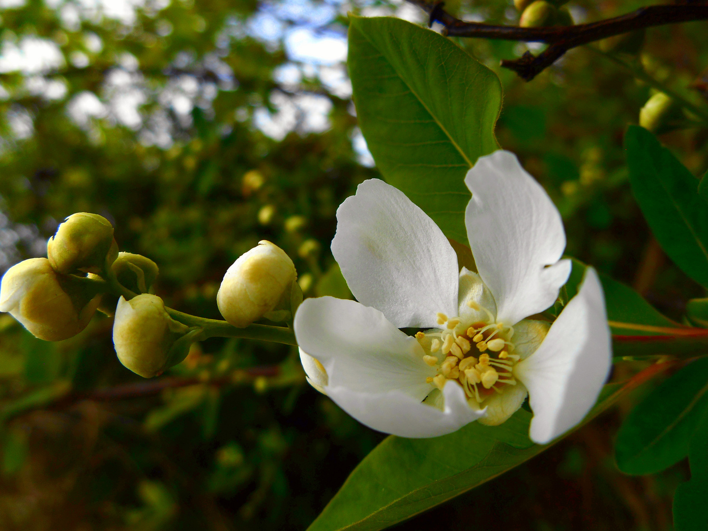 Seringat (Philadelphus) jasmin des poètes