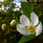 Seringat (Philadelphus) jasmin des poètes