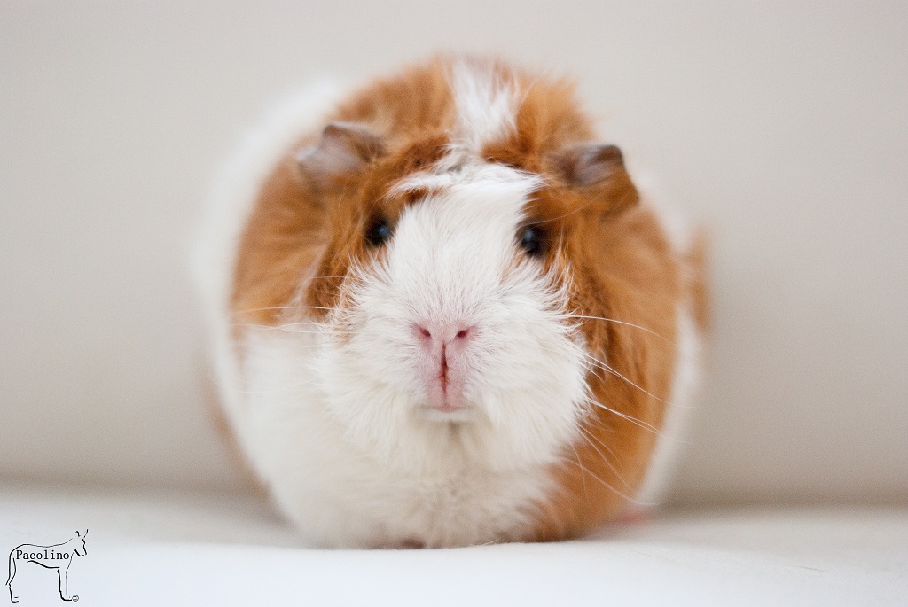 Serious Guineapig ^^