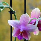 Sermais Top- Orchidee - meine Neue