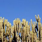 Seronera @ Serengeti