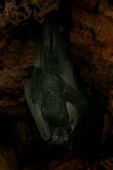 Serotine Bat