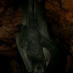 Serotine Bat