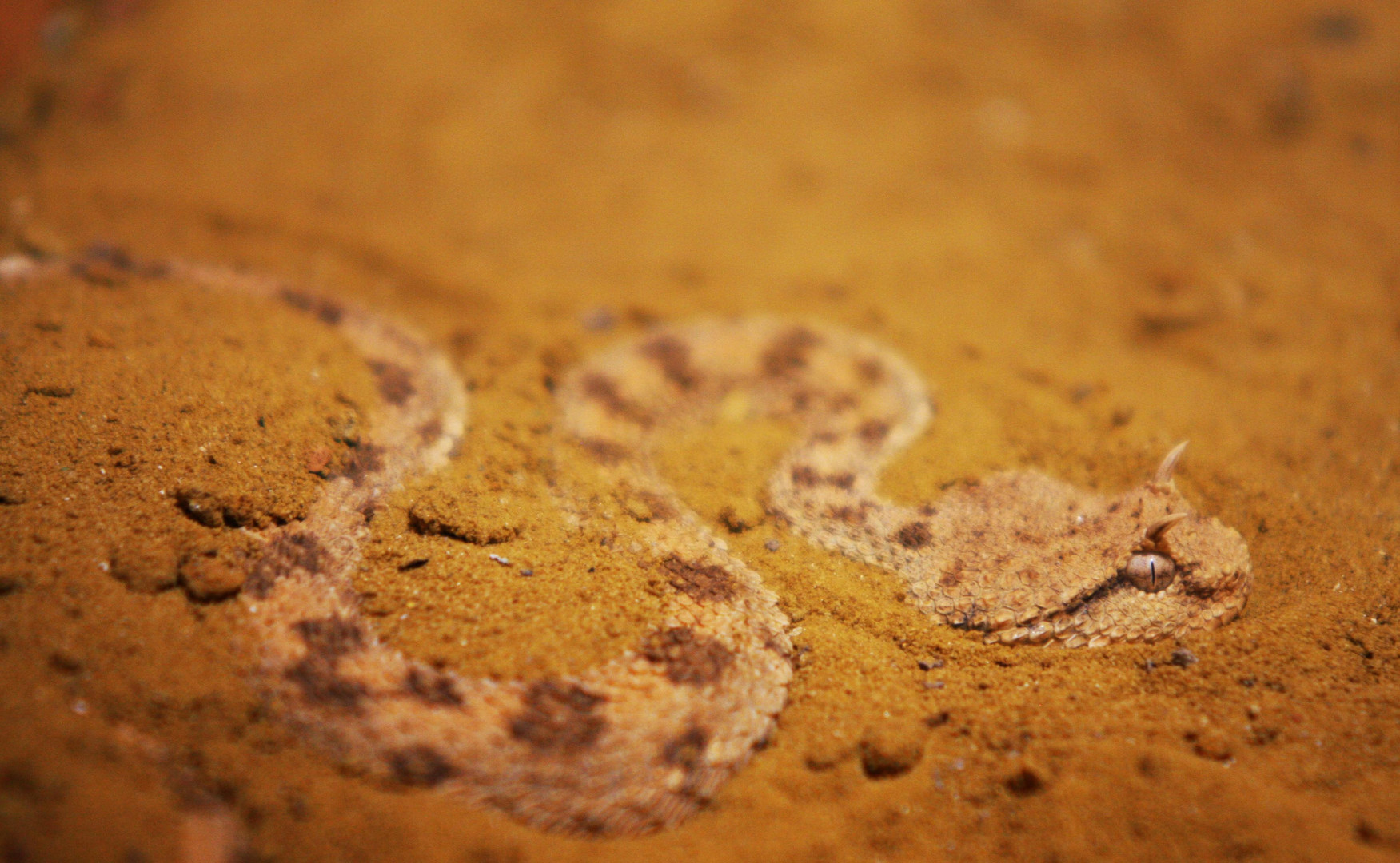 serpent dans le sable