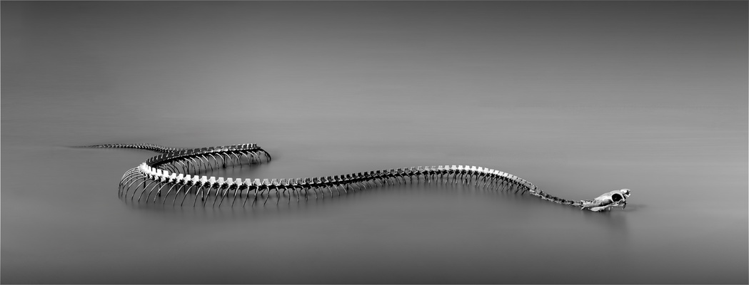 Serpent d’Océan