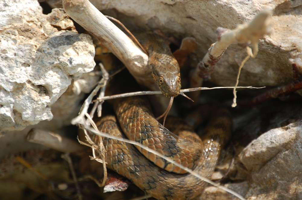 Serpent (Frankreich)