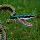 Serpent perroquet du Mexique - Mexican parrot snake