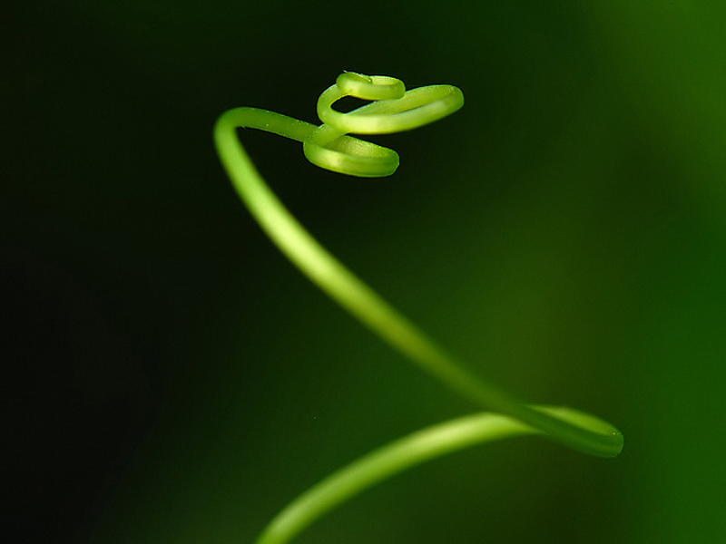 Serpent végétal
