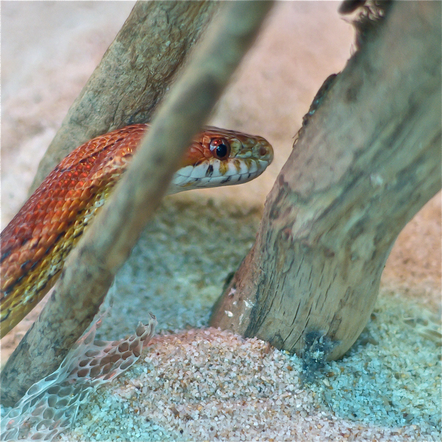 Serpente del grano