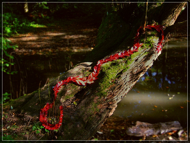 Serpentes Parthenocissus