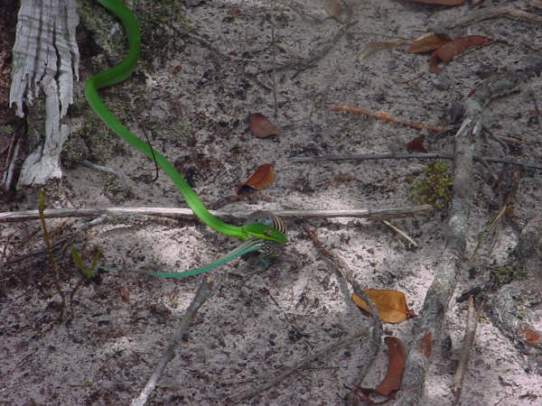 Serpiente comiendo lagartija