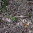 Serpiente comiendo lagartija