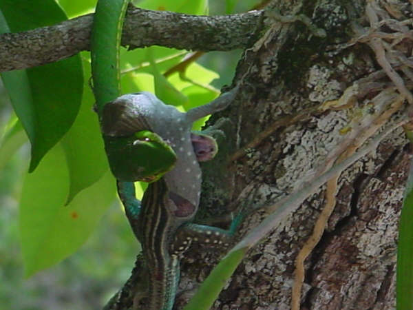 Serpiente comiendo lagartija continuación 3