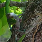 Serpiente comiendo lagartija continuación 3