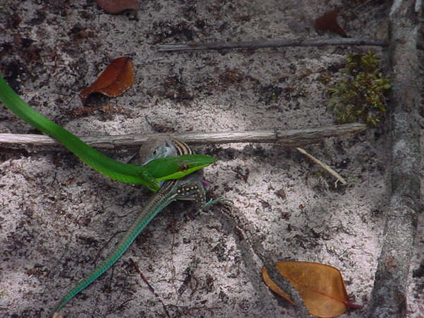 Serpiente comiendo lagartija continuacion