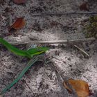 Serpiente comiendo lagartija continuacion