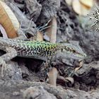 serpiente raiz