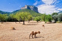 Serra de Tramuntana