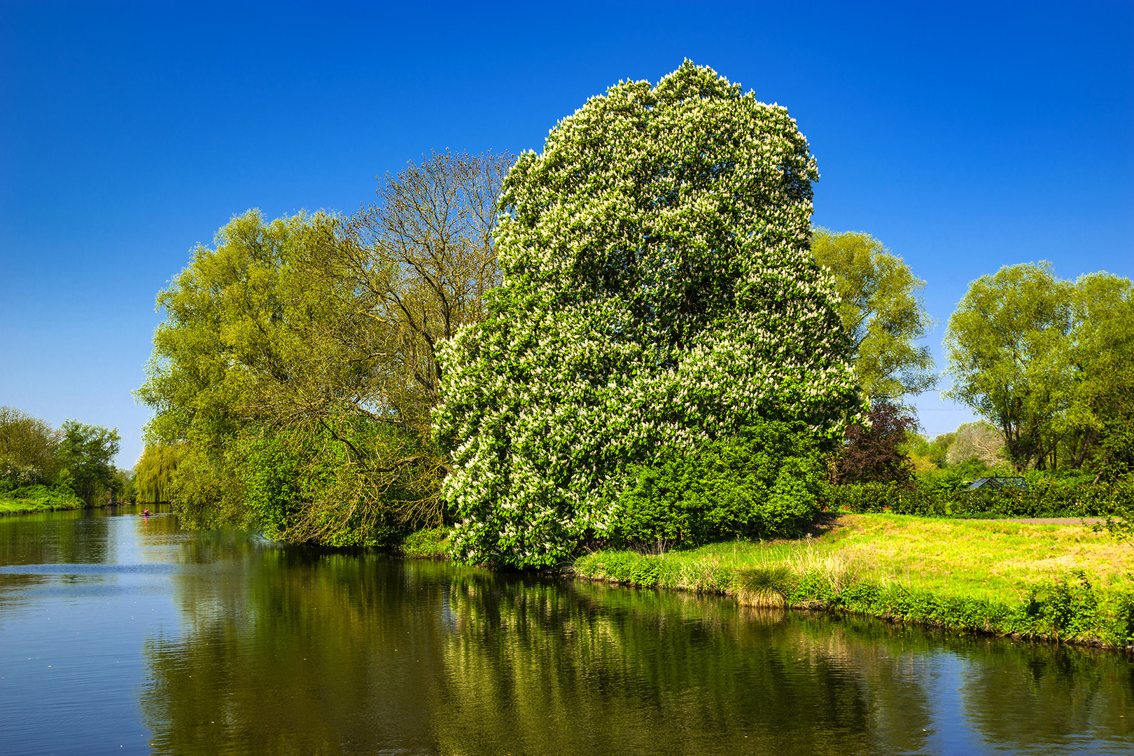 Serrahn Queen 105 Foto & Bild world, hamburg, deutschland Bilder